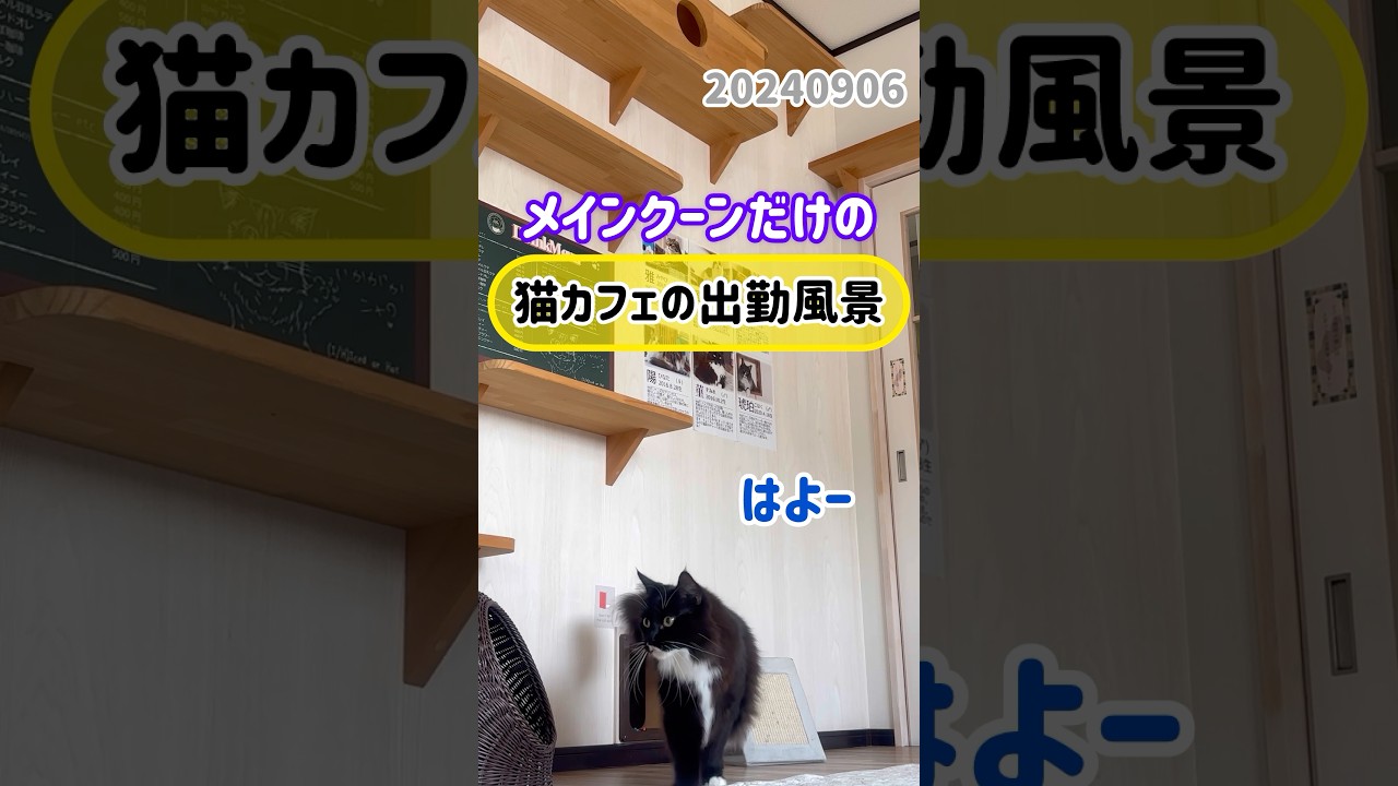 メインクーンだけの【猫カフェの出勤風景】#cat #cooncat #もふ