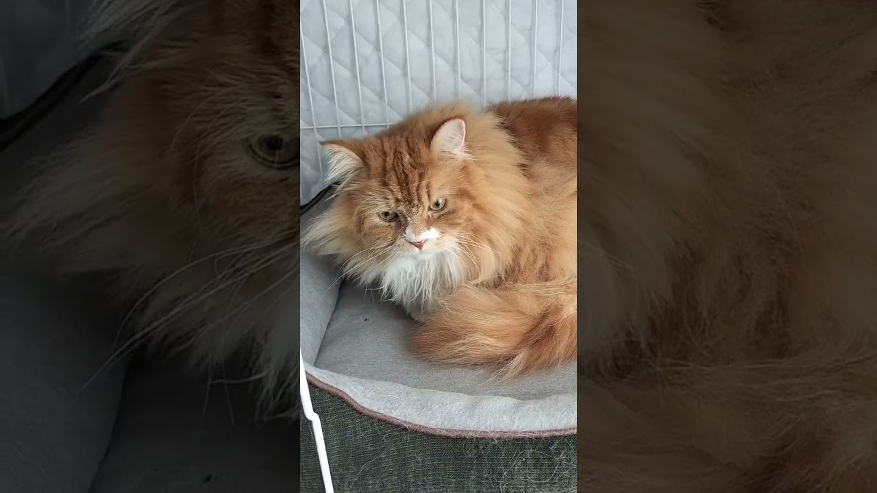 上手にできない猫#shorts #サイベリアン #cat #猫のいる暮らし #ねこ #毛づくろい