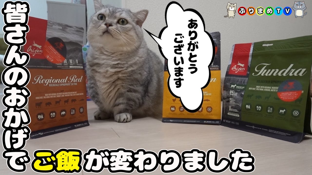 でぶ猫マンチカンがヒューマングレードのフードに切り替えて健康志向になった話