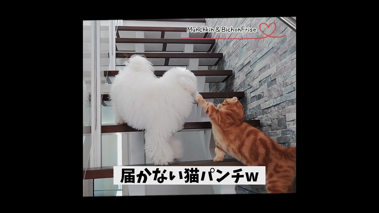 【マンチカン＆ビションフリーゼ】階段で出くわした♂ふたりがこうなった 【犬と猫、両方飼ってると毎日かわいい♥】