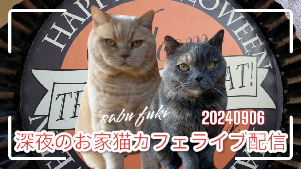 深夜のお家猫カフェライブ配信　１７０