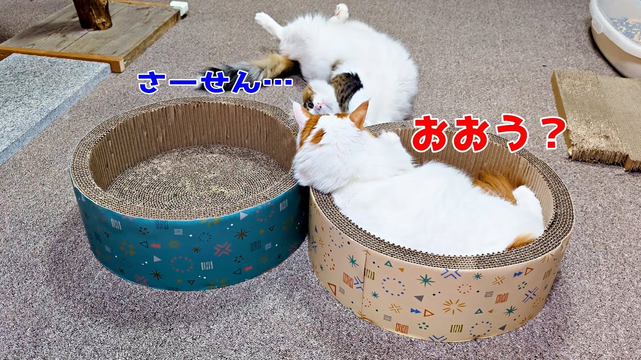 猫の上下関係がわかる瞬間がこちらです【一番下のノルウェージャンフォレストキャット】