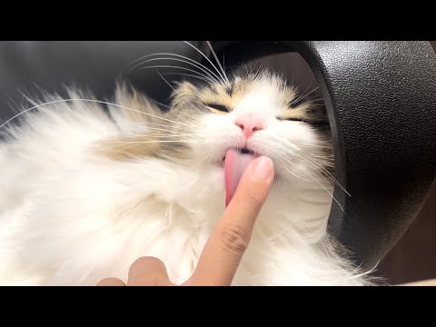 愛猫の可愛すぎる顔を集めてみました