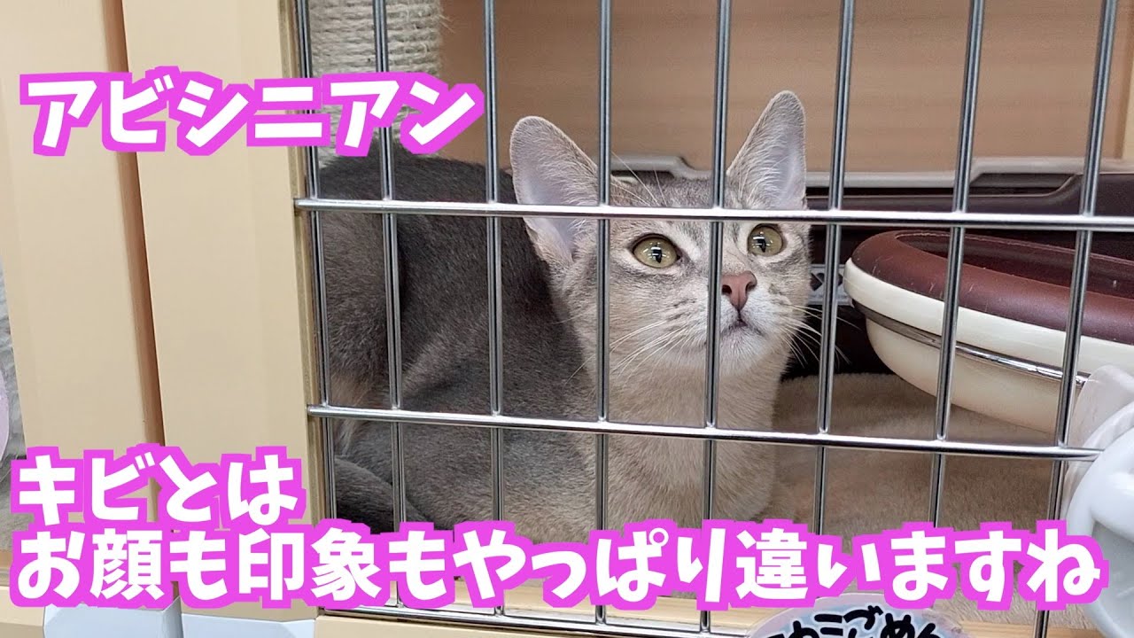 珍しく、他のアビシニアンに出会いました【猫のキビ】