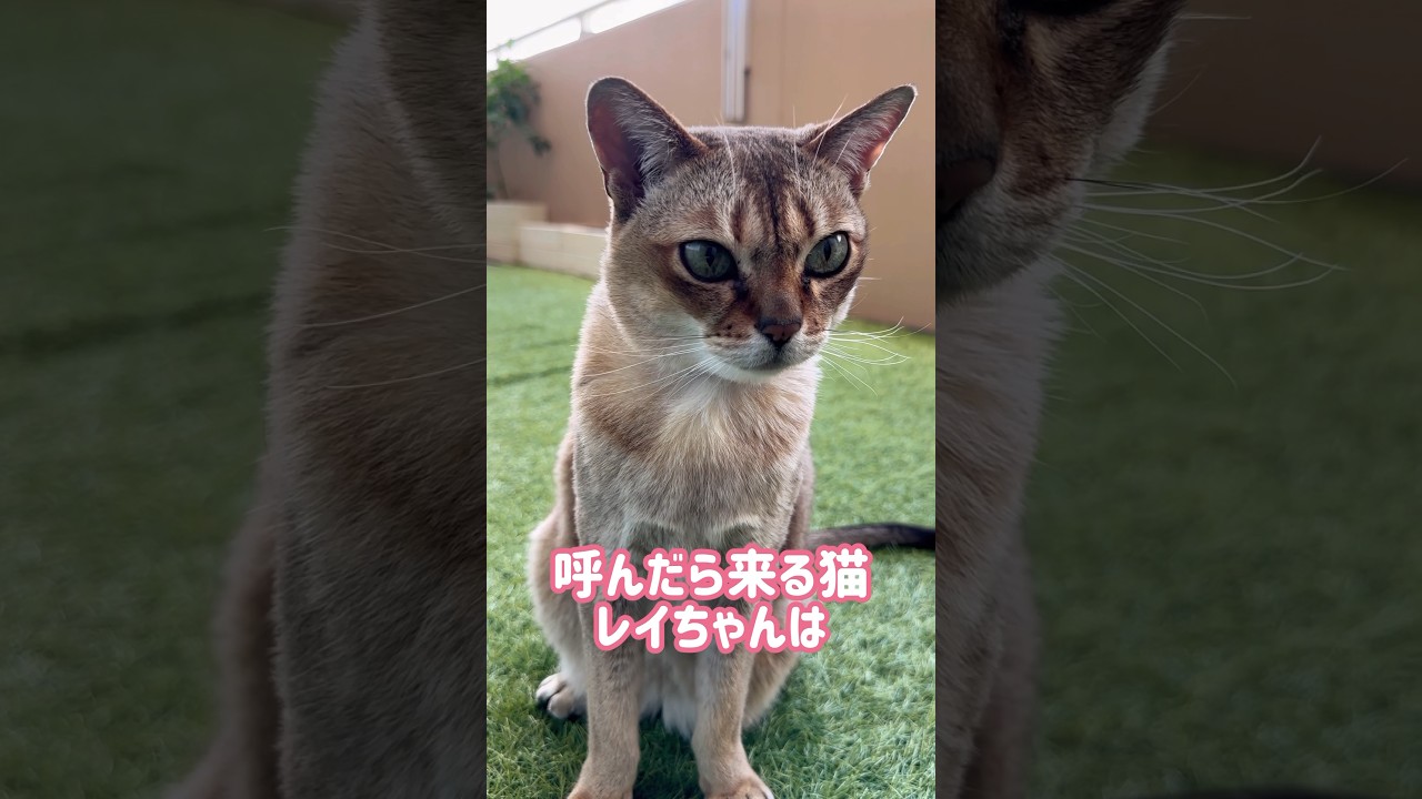 角が好きなレイちゃん #シンガプーラ #cat #shortsfeed