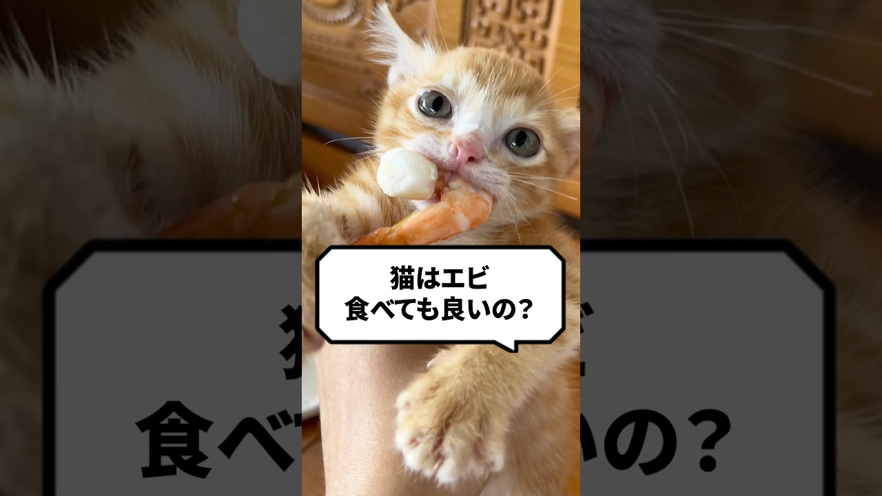 Q：猫ってエビ食べてもいいの？ #猫 #猫動画 #ねこ