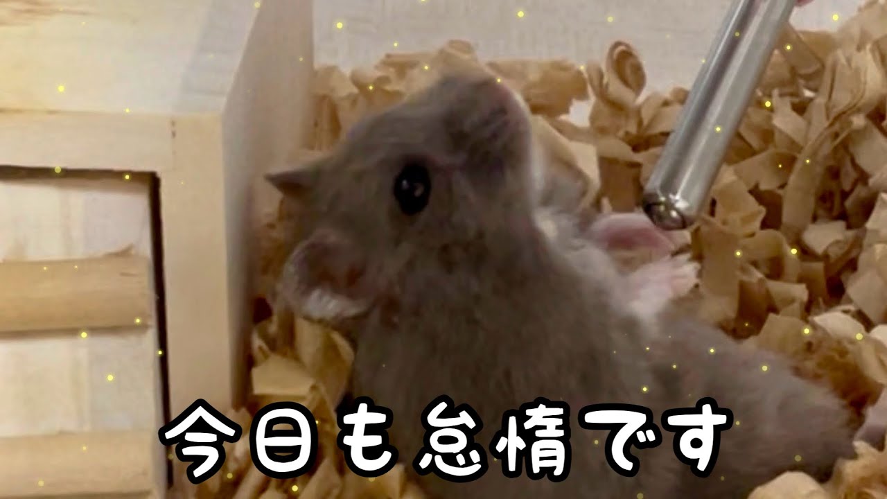 だらしない生活のハムスター