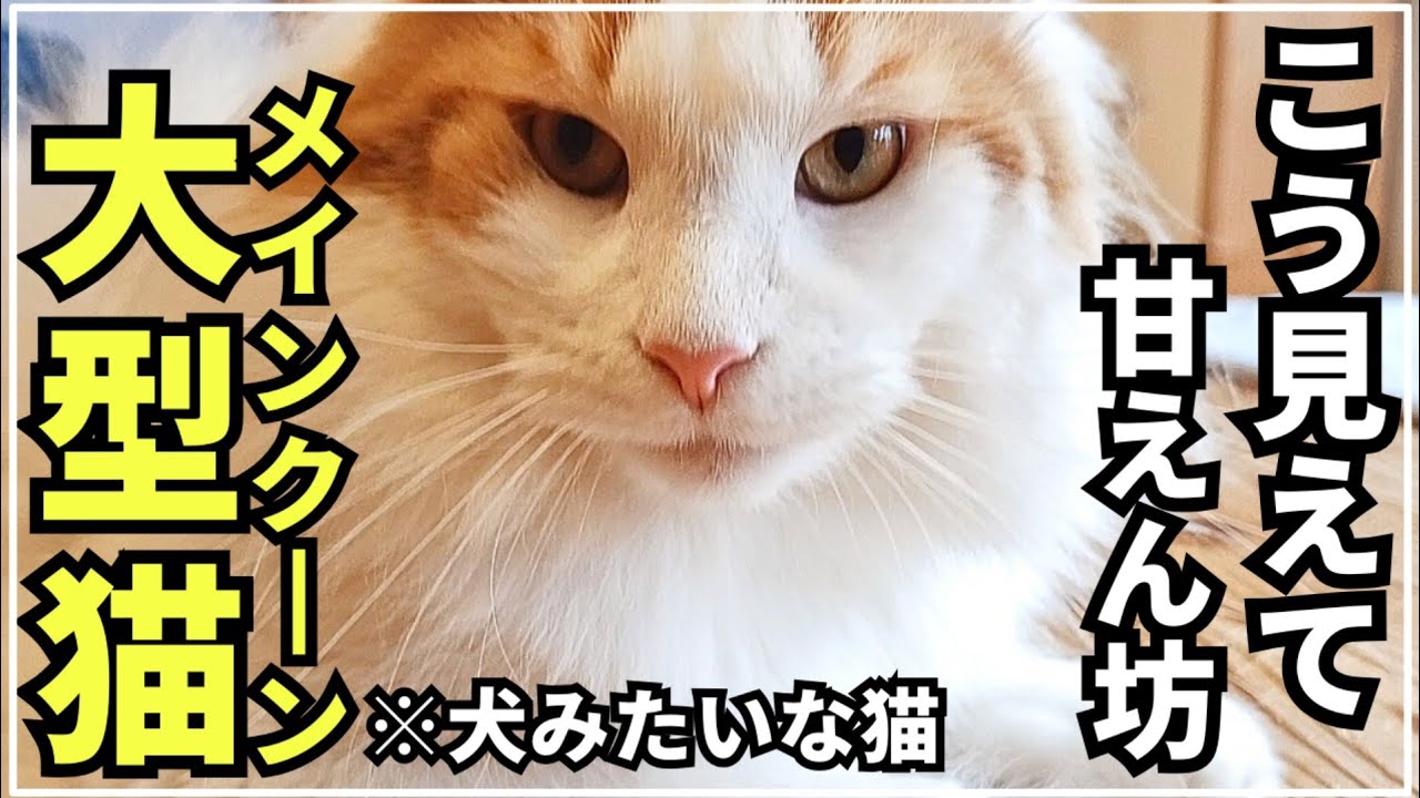 ママだけにはめっぽう弱い大型猫メインクーン
