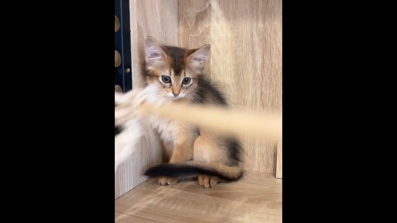 ソマリ 可愛い女の子！