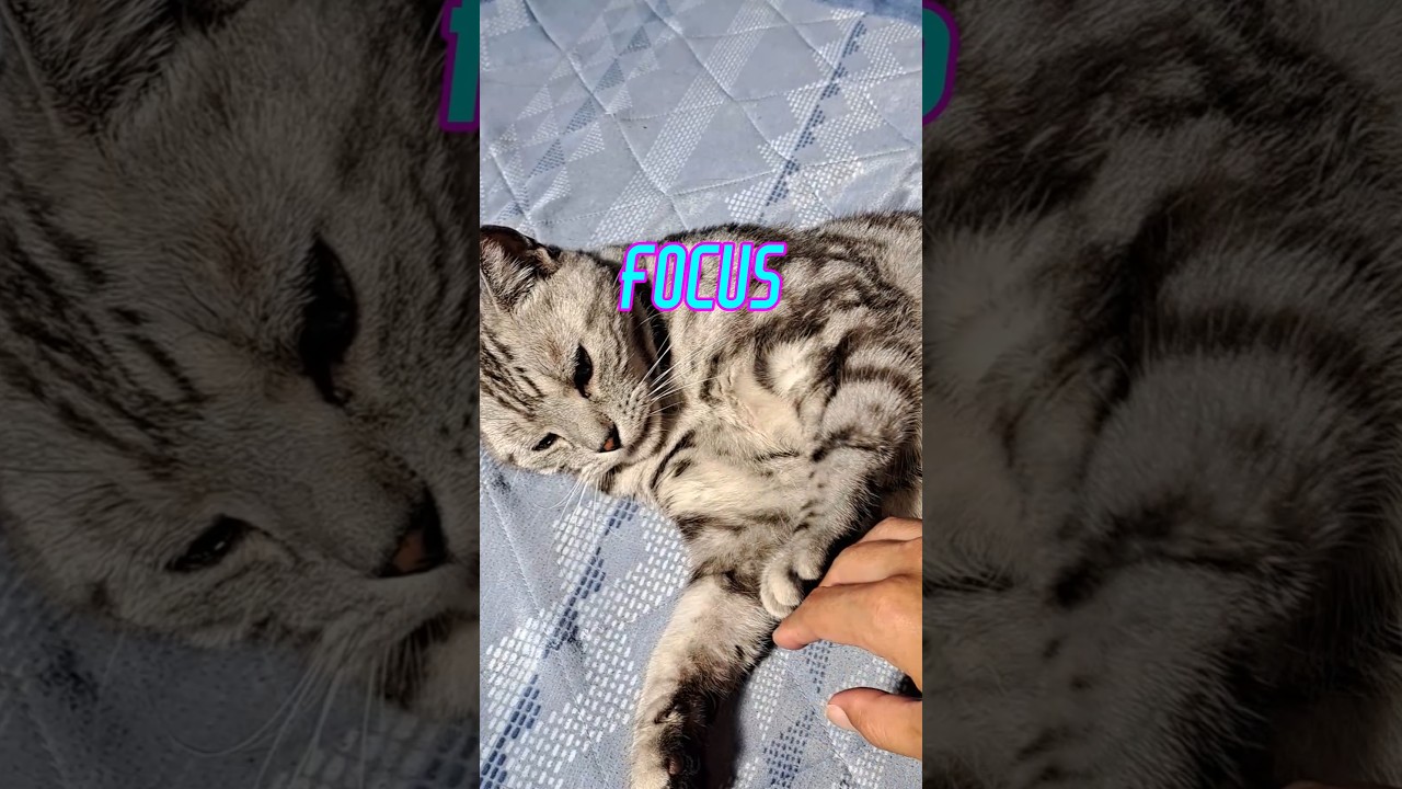 《猫動画》ねこがノーと言える日本猫だった、その瞬間がかわいいくてこんな感じになりました_#Shorts #ねこ #cat #kitty #アメショ #vlog