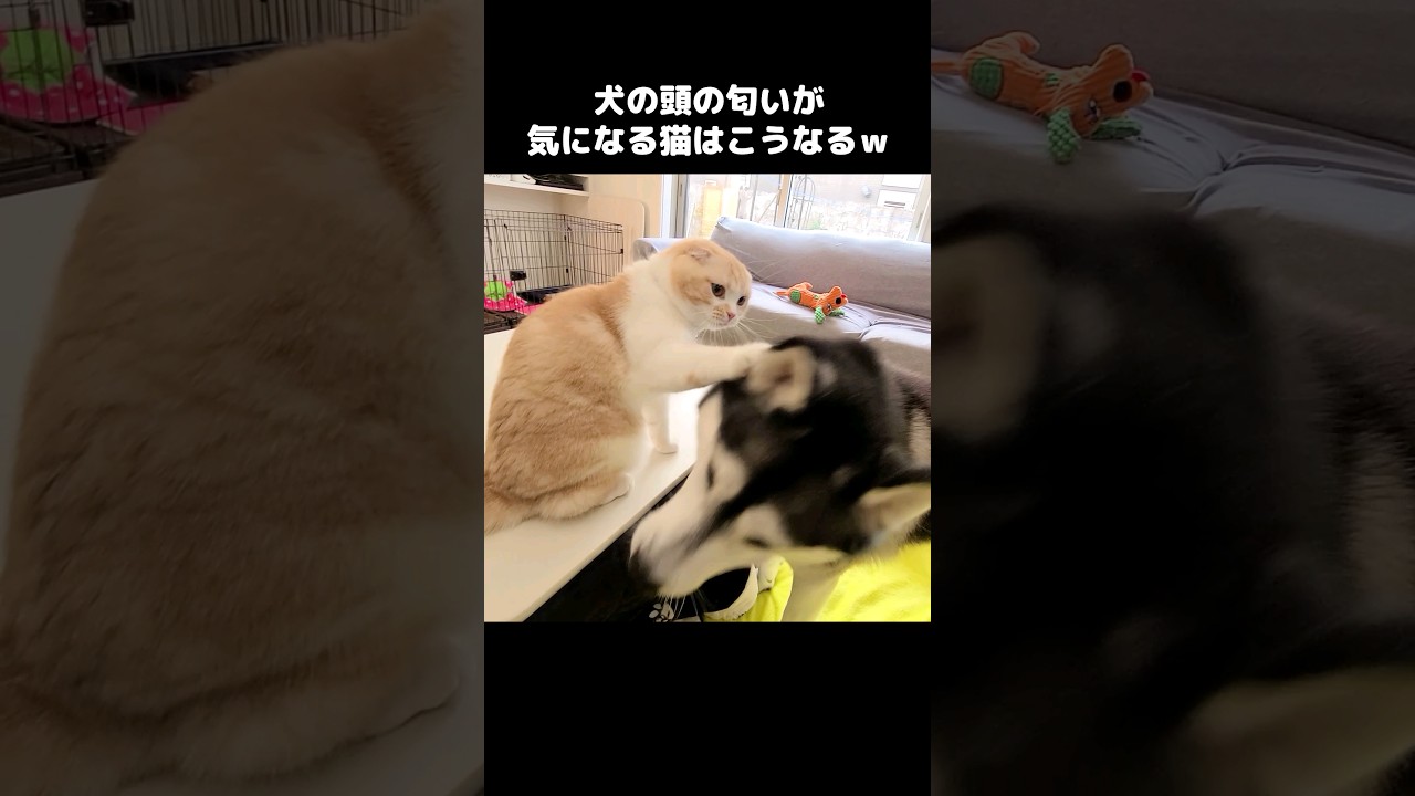 犬の頭の匂いが気になる猫はこうなる...笑#shorts