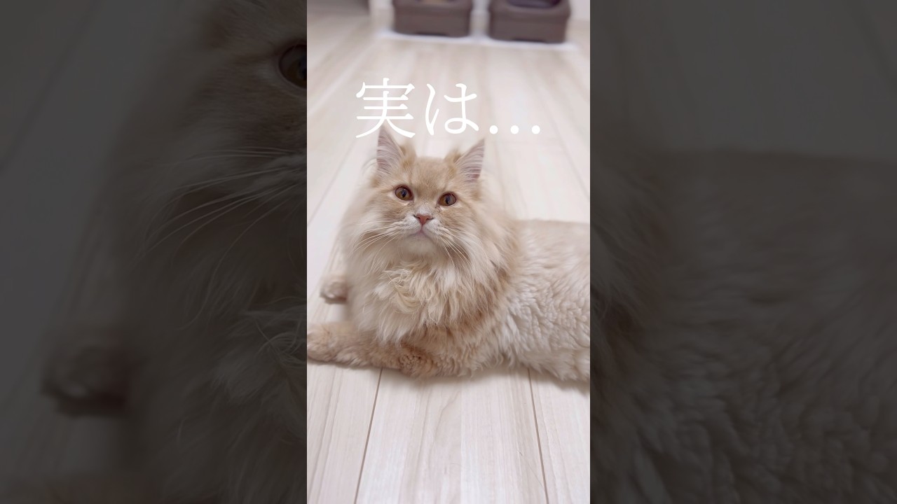 サイベリアンの子猫が新しい芸を覚えました#shorts #子猫#サイベリアン