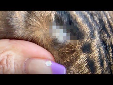 ノアのちゃんのおハゲ進捗報告