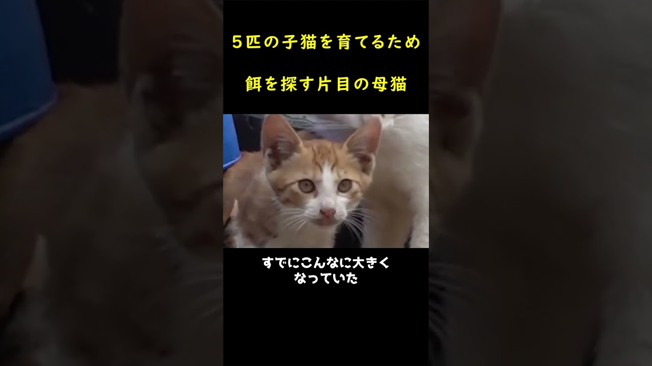 ５匹の仔猫を養うため街を奔走する母猫！🐈