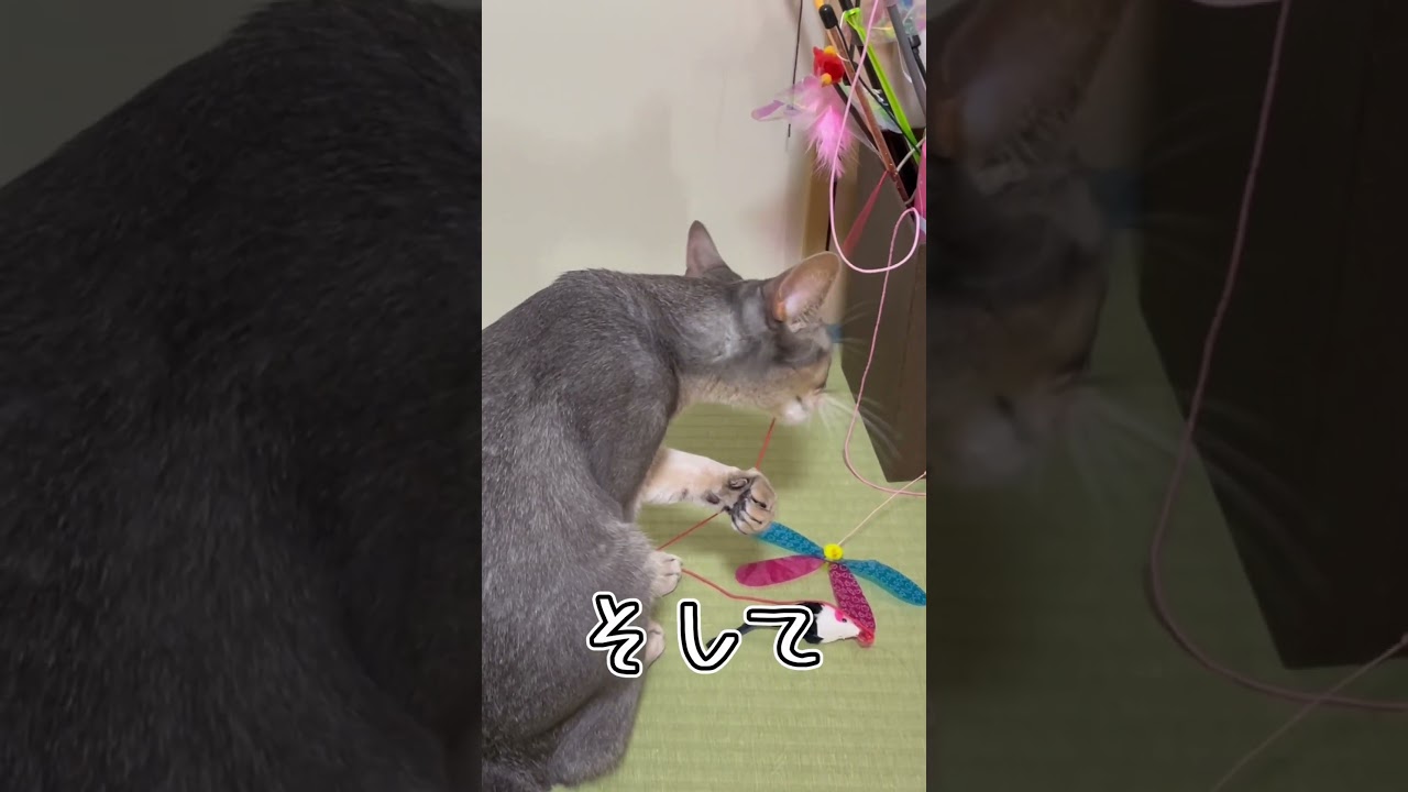 アビシニアンとは その14 #shorts #猫 #アビシニアン
