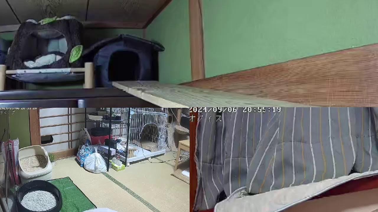 猫達は何してる？　  猫ライブ