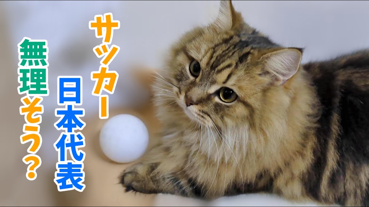 サッカー日本代表は無理そう？【猫ミヌエット】