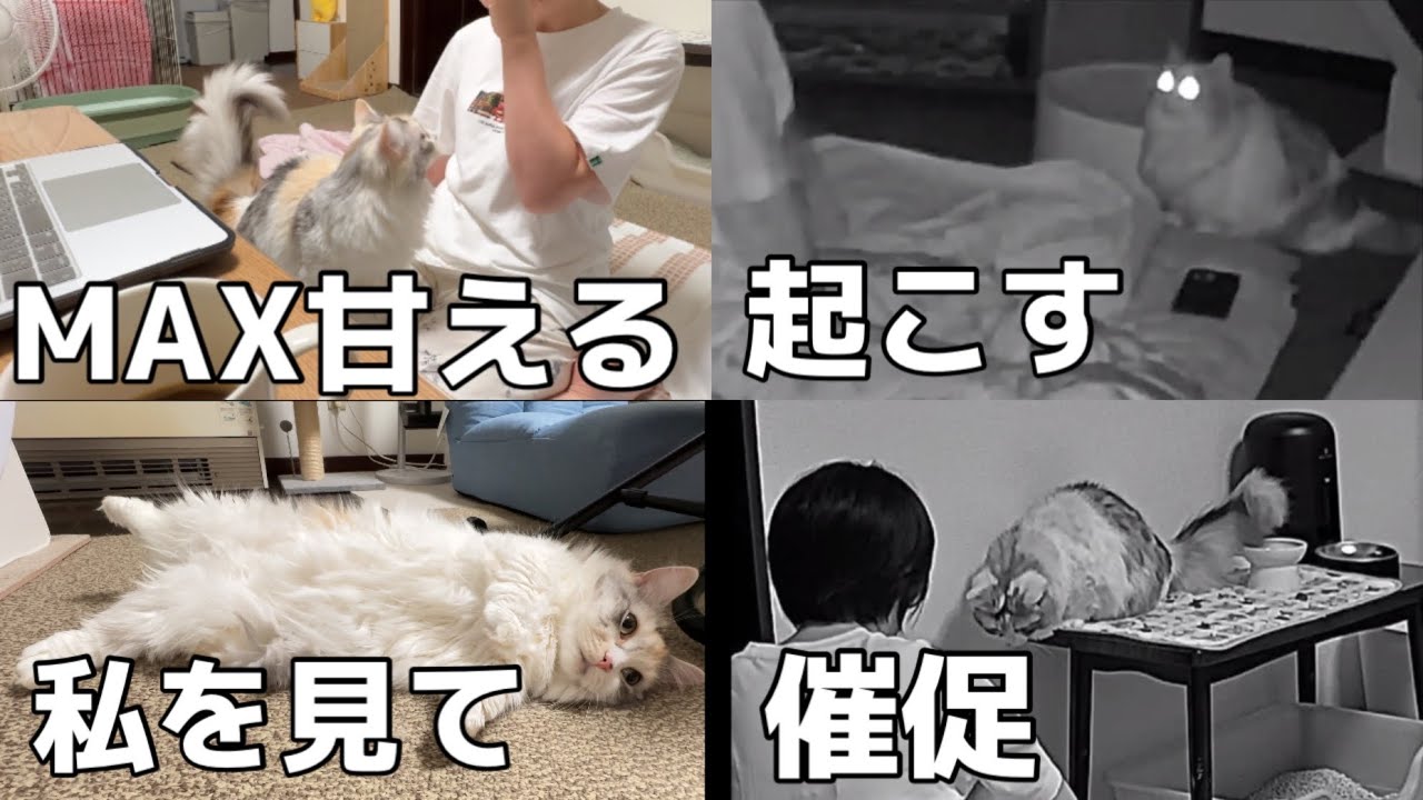飼い主が寝てる間猫は何してるの？甘えん坊猫が無理矢理起こしに来ます