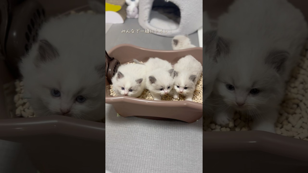 子猫が新しいお家にいきました🐈#ラグドール#ラグドールブリーダー#猫ブリーダー#子猫ブリーダー#猫のいる暮らし