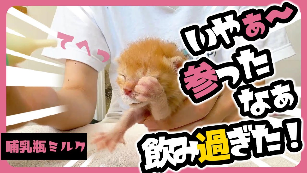「ぴゃぁー」子猫の哺乳瓶わちゃミルク　ミルクだけが子猫の魅力じゃにゃい【保護猫生活10日目】
