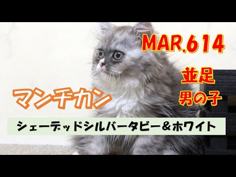 マンチカン子猫【ニャンコキッズ】MAR614　並足　男の子