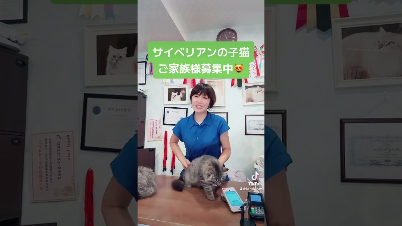 8/30 金曜日　12:15モカのフライデーライブ3😻#サイベリアン の#子猫 のご紹介ライブを配信しました！真っ白なニコラス君と人間大好きマシュー君😍ご家族様募集中です😻#ペットショップ