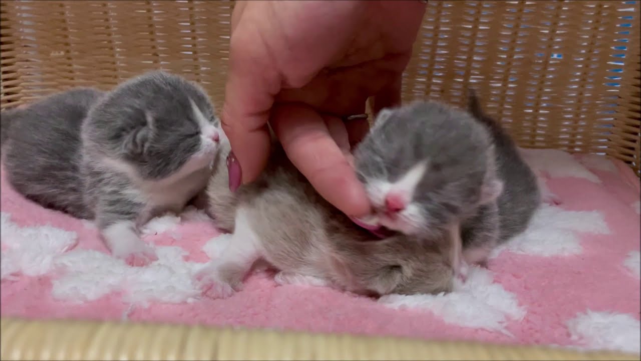 ブリティッシュショートヘアー　ハチワレ３つ子ちゃん