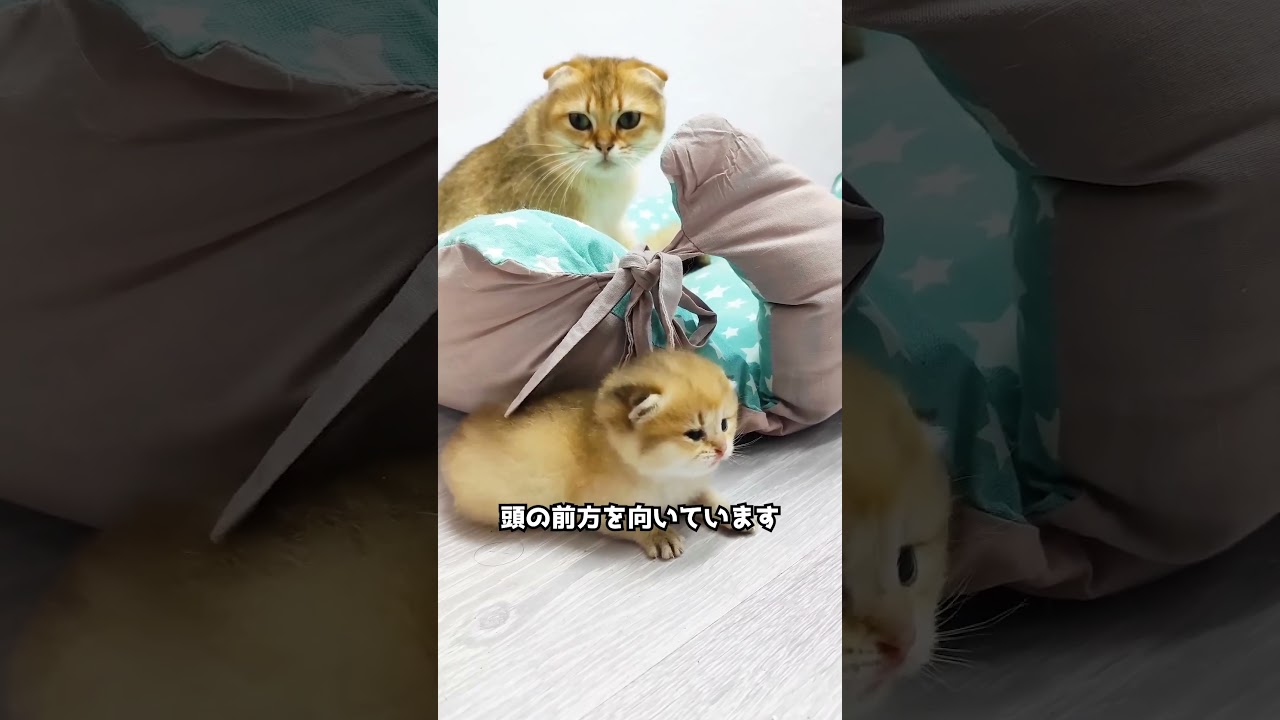 スコティッシュフォールド🐈 世界で最も高価な猫種のひとつ！！