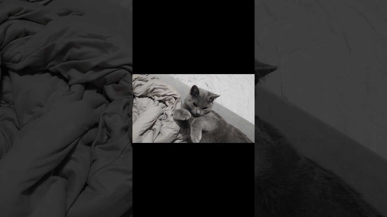 【猫動画】お腹を出して寝る猫 #shorts #猫 #ネコ #シャルトリュー  #cat  #ねこ #子猫