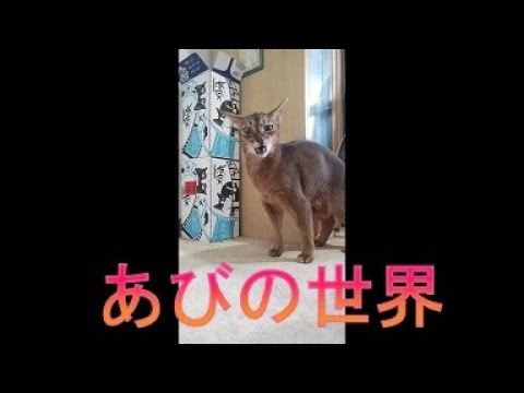 ネコ動画あび＃4091 　あびの毎日　アビシニアン　あび