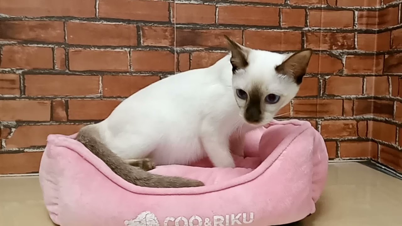 689627 トンキニーズ