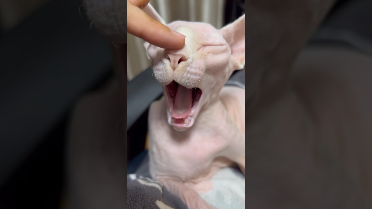 毛のない猫との至福の時間【スフィンクス猫】