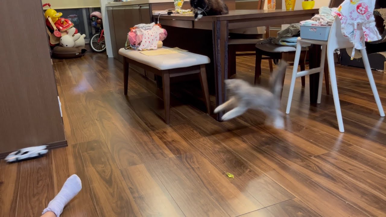 ランボルギーニのラジコンは追いかける子猫　サイベリアン
