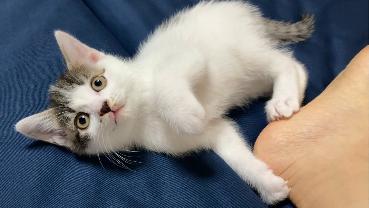子猫の夜泣きが始まりました・・・