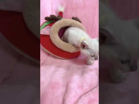 トンキニーズ 【生後10カ月まで★生命保証付き】プラチナミンクの男の子💎（黄色リボン）【お土産付き🎁】