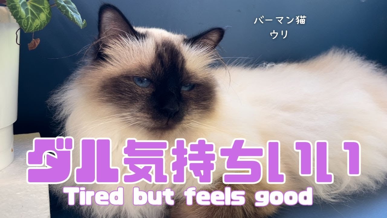 バーマン猫ウリとラフ【ダル気持ちいい】Tired but feels good（バーマン猫）Birman/Cat