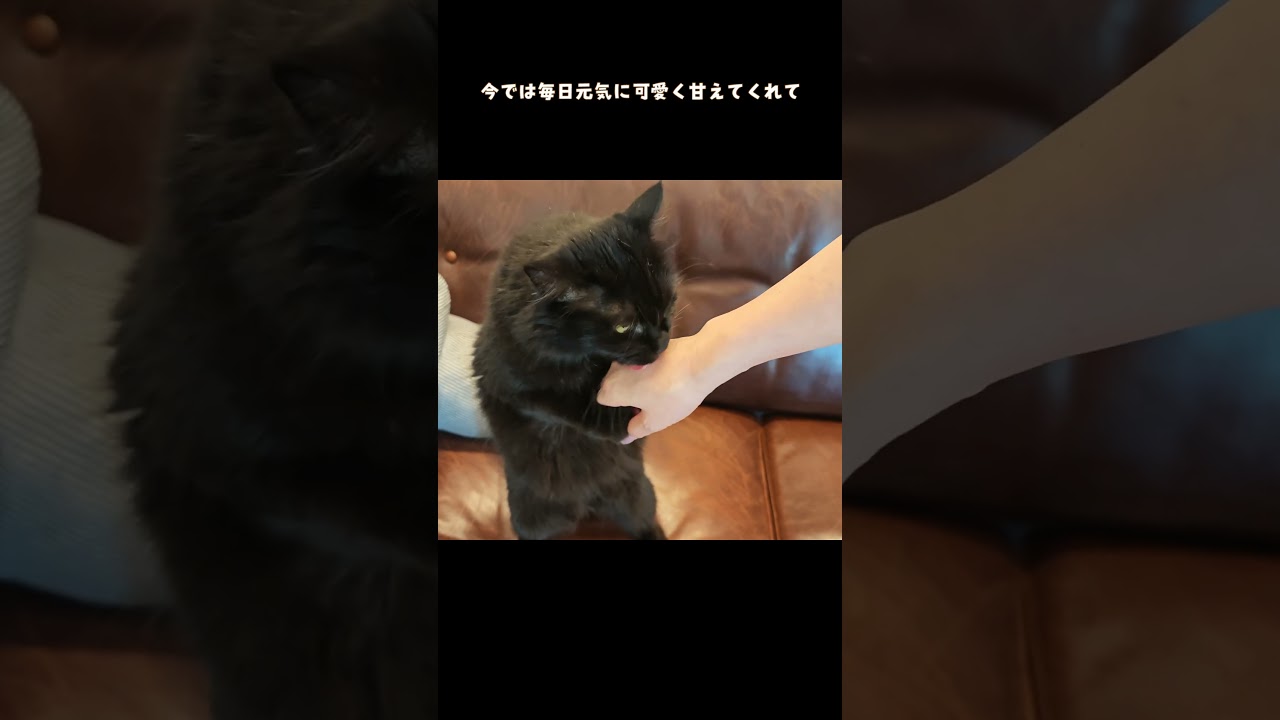 寂しがり屋の黒猫モカちゃん