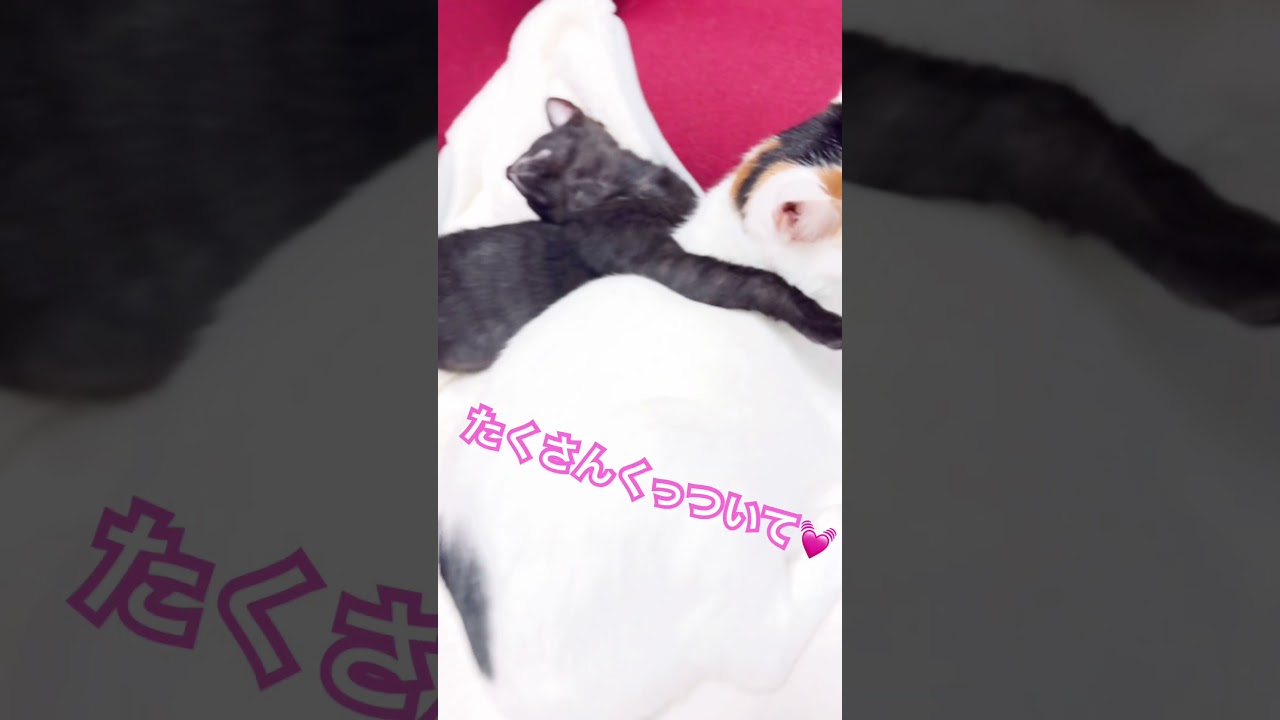 我が家のニャンズ達の1日を25秒でまとめてみた😊#子猫 #保護猫 #kawaii #三毛猫 #アビシニアン #猫のいる暮らし