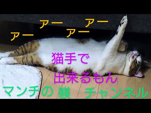 寝たふり猫。マンチカン #shorts