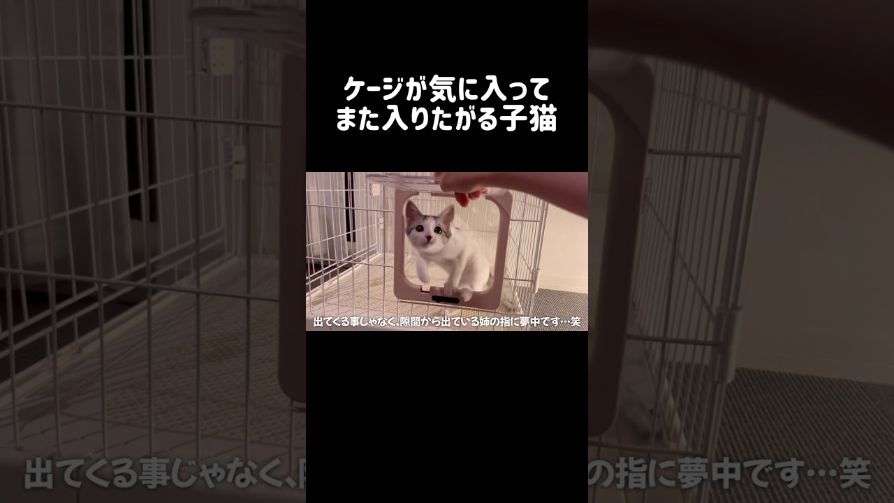 ケージが気に入ってまた入りたがる子猫#子猫 #保護猫 #捨て猫