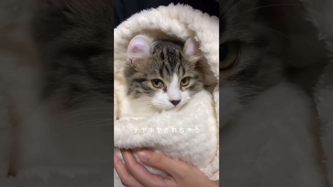 羨ましい🐈#cat#cats#kitty#kittens#meow #catlover#cutecat #アメリカンカール#猫好きな人と繋がりたい#猫のいる生活#猫のいる暮らし