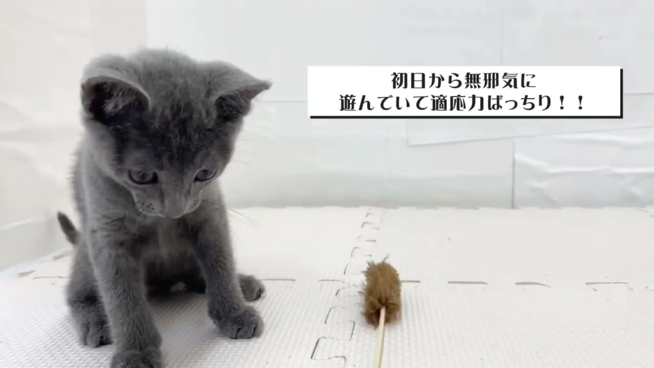 【9/4撮影】遊ぶの大好きロシアンブルーちゃん♡