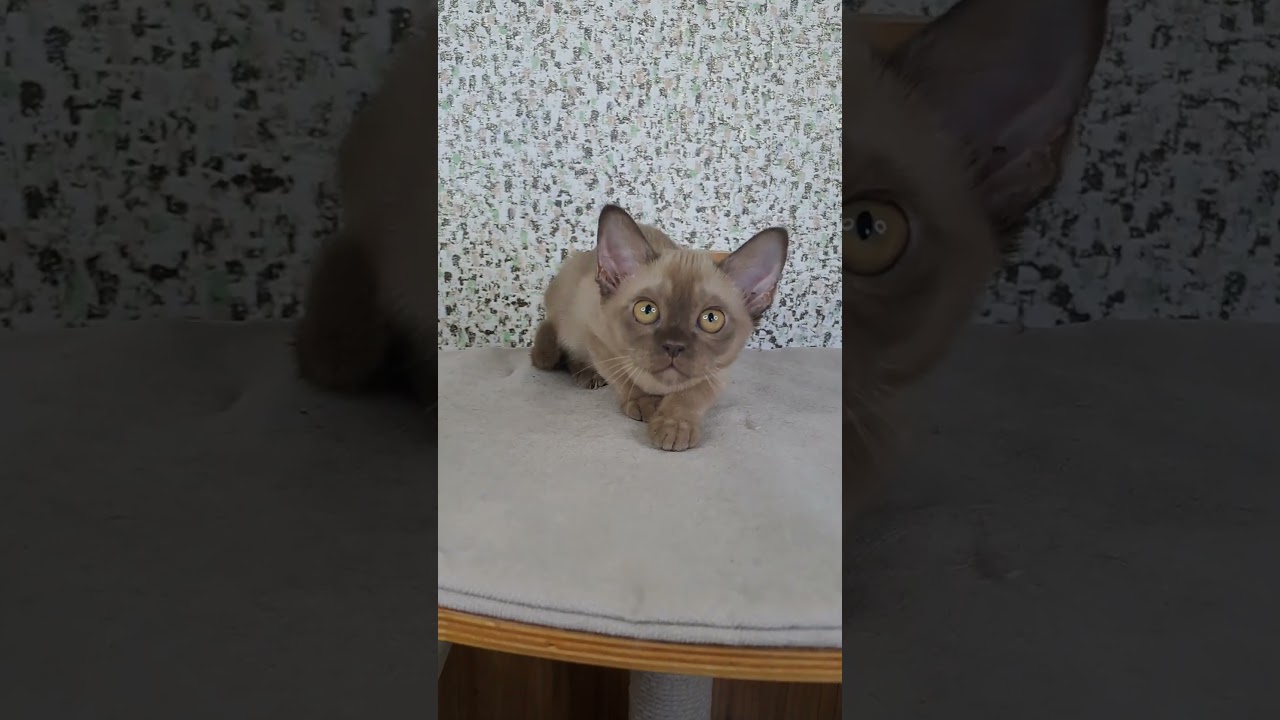 Janet is a European Burmese Beauty in a Chocolate Fur Coat