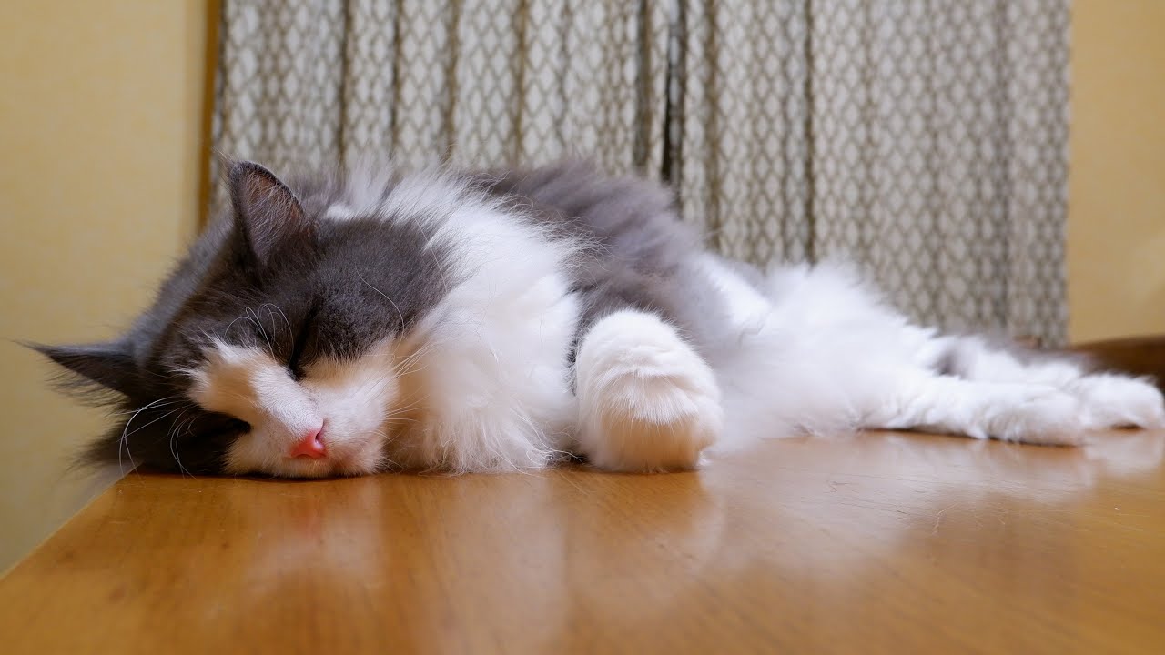 【お引越し】３年ぶりのお家にお引越し♪ノルウェージャンフォレストキャットのシャール