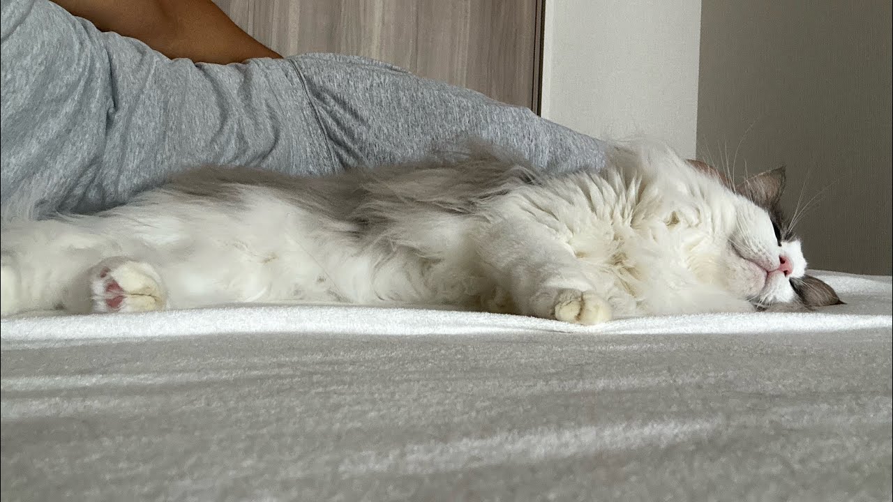 甘えん坊猫の甘えスポット【メインクーン】