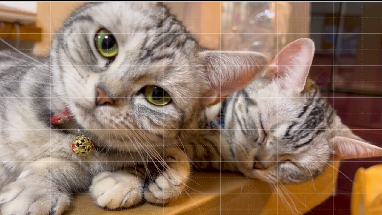 【双子猫（五女そら&六女ゆき）と三女ちょこ】猫の手も借りたい？