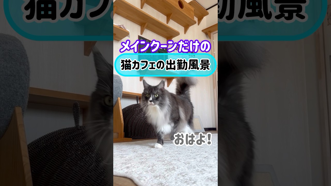 メインクーンだけの【猫カフェの出勤風景】#cat #cooncat #もふ