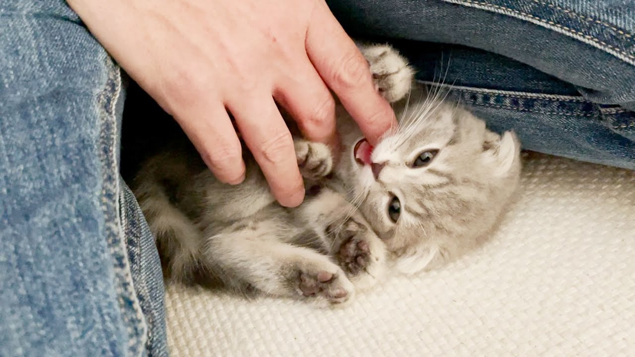 The kitten that bites your finger when it gets sleepy is so cute...