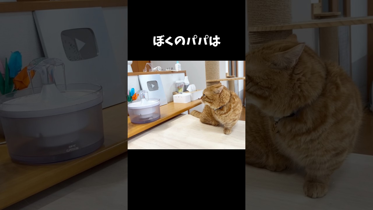 ぼくのパパは... #猫 #マンチカン #shorts