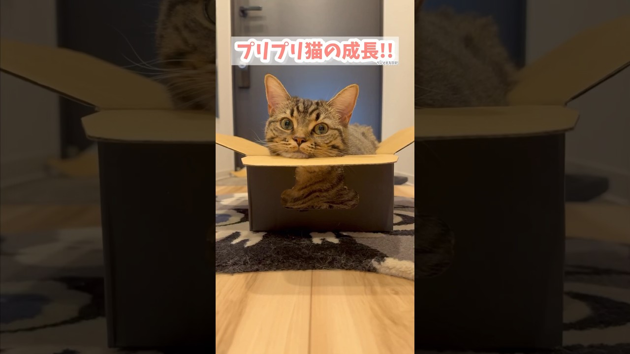 【猫動画】ぷりぷりプリンセス猫の成長が愛おしい!! #shorts
